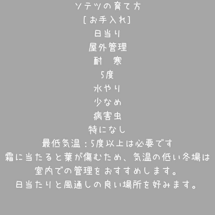 観葉植物現品販売