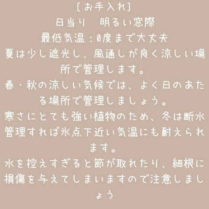 観葉植物現品販売