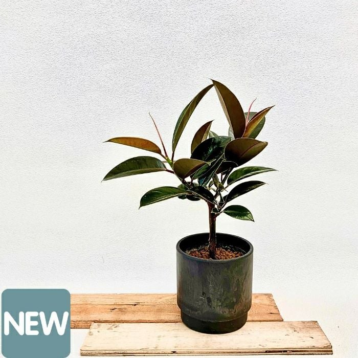 観葉植物現品販売