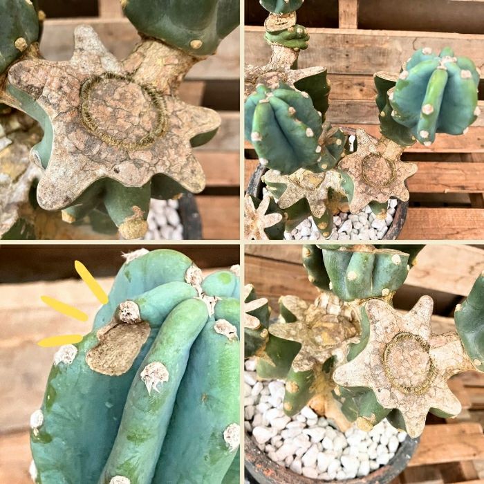 観葉植物現品販売