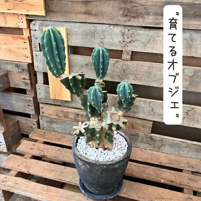 観葉植物現品販売