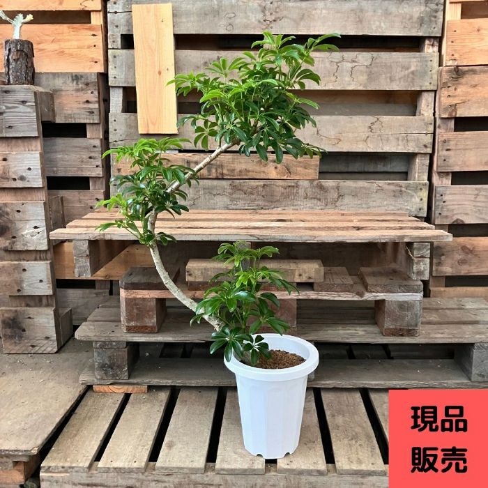 観葉植物現品販売