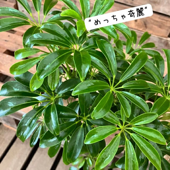 観葉植物現品販売
