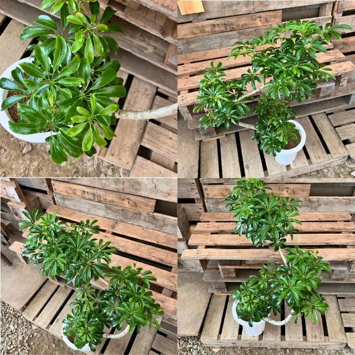 観葉植物現品販売