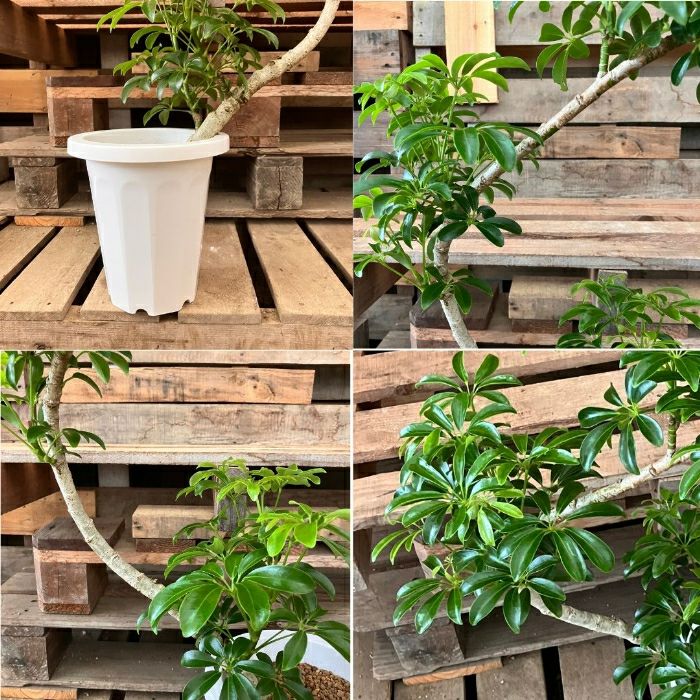 観葉植物現品販売