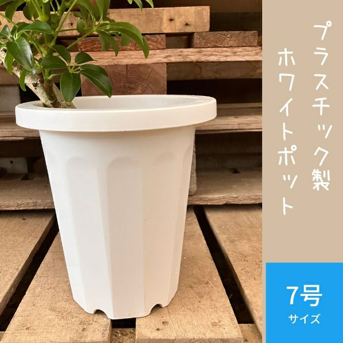 観葉植物現品販売