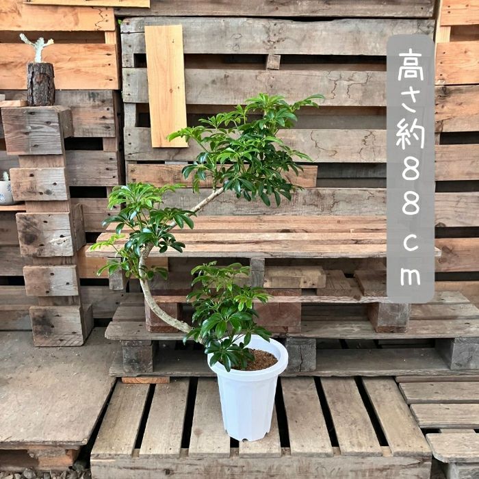 観葉植物現品販売