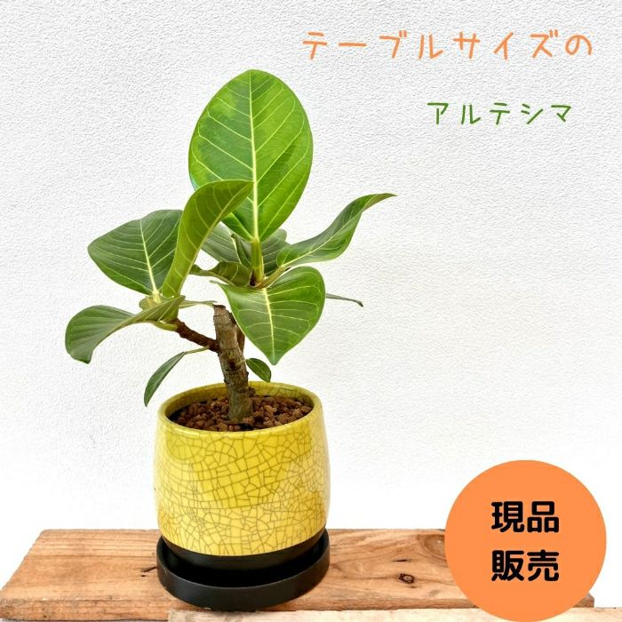 観葉植物現品販売