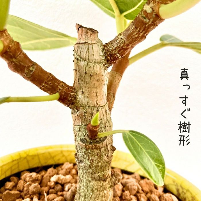 観葉植物現品販売