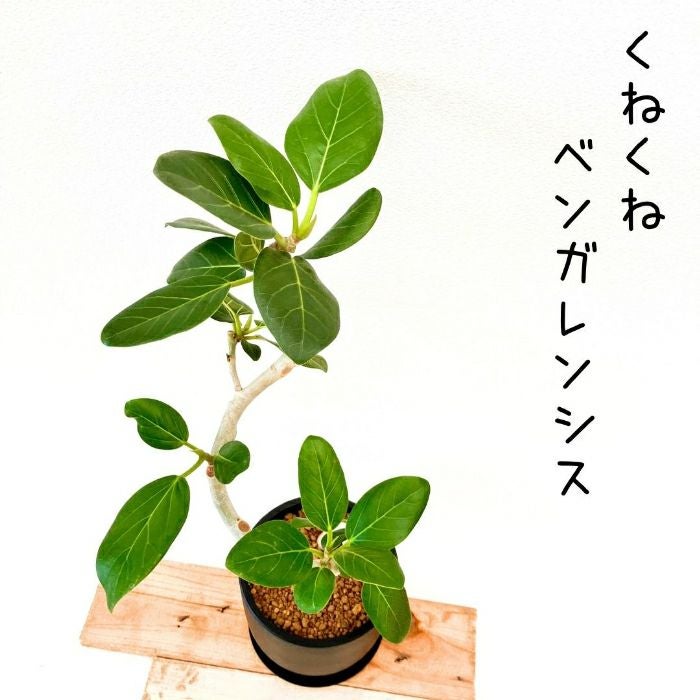 観葉植物現品販売