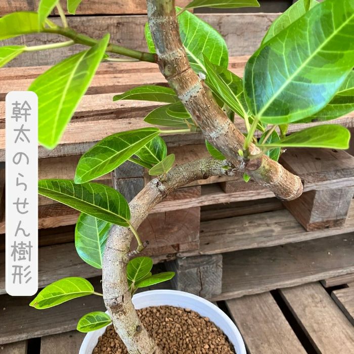 観葉植物現品販売