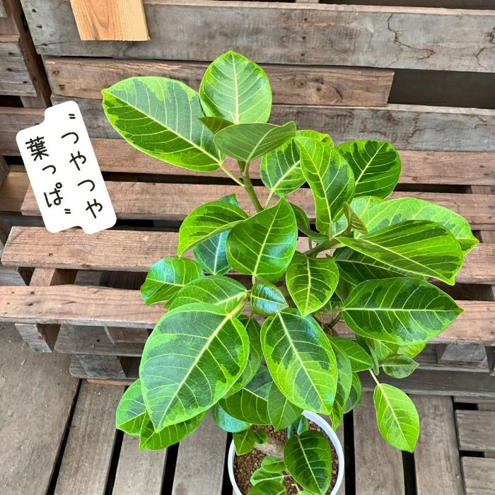 観葉植物現品販売