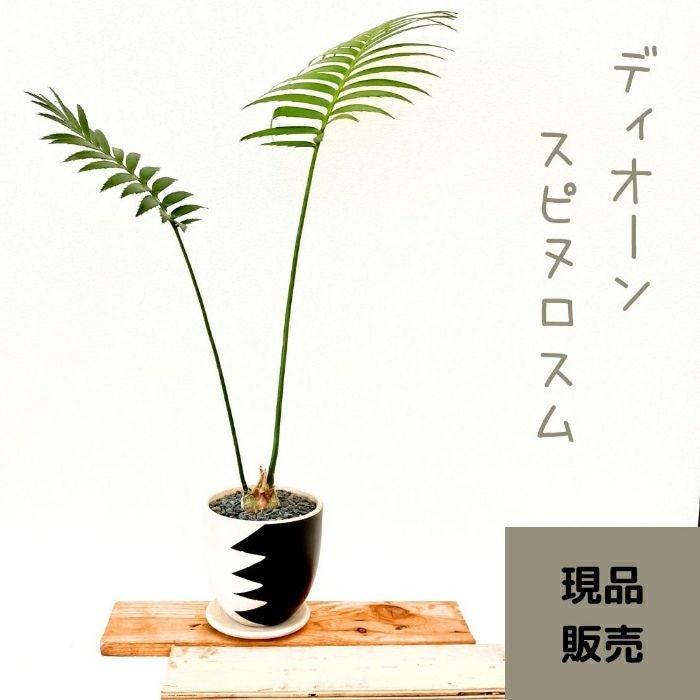 観葉植物現品販売