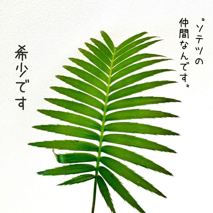 観葉植物現品販売
