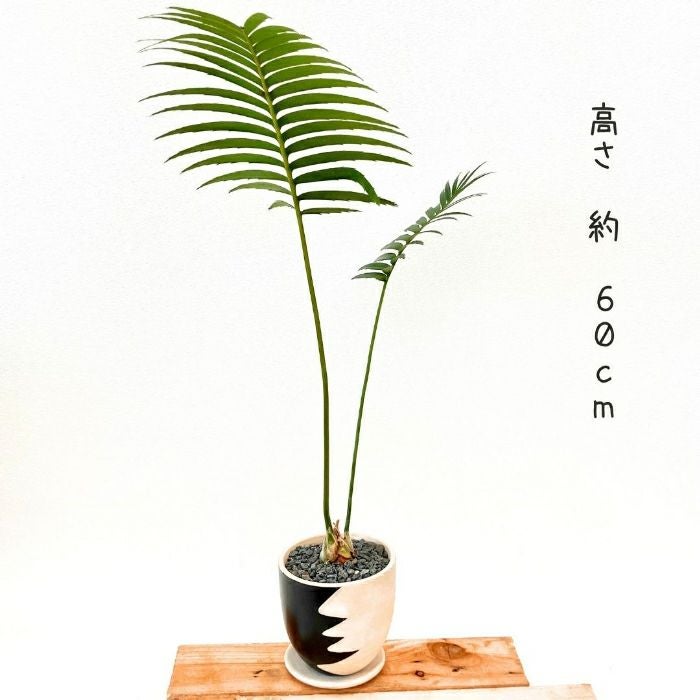観葉植物現品販売