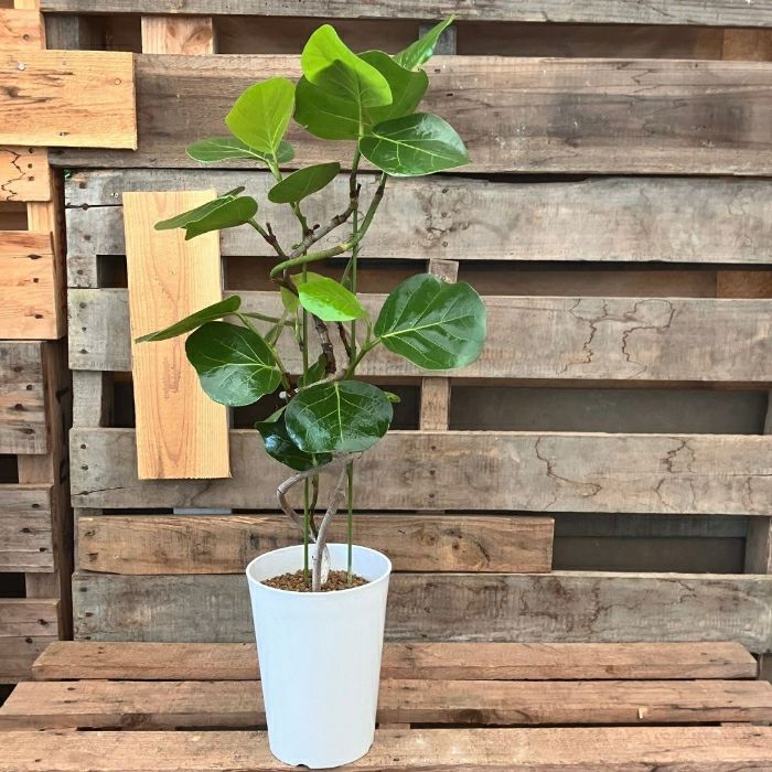 観葉植物現品販売