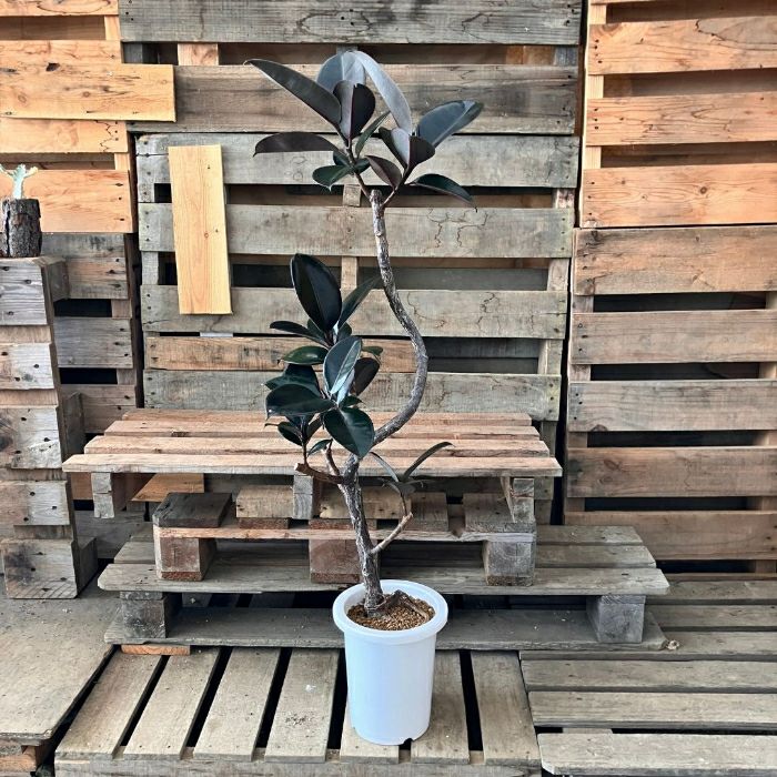 観葉植物現品販売