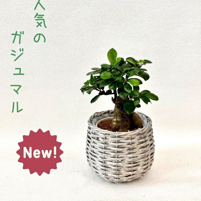 観葉植物現品販売