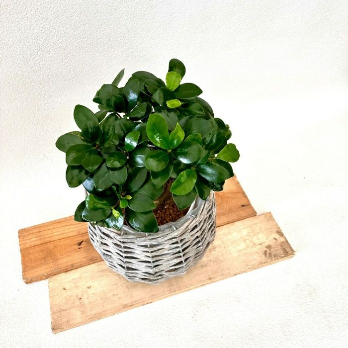 観葉植物現品販売