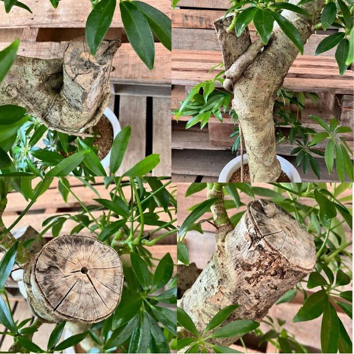 観葉植物現品販売