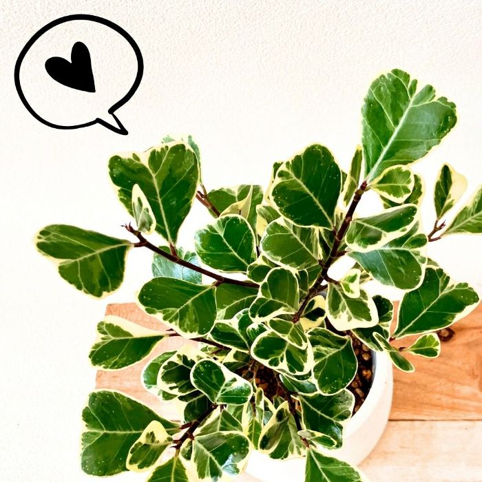 観葉植物現品販売