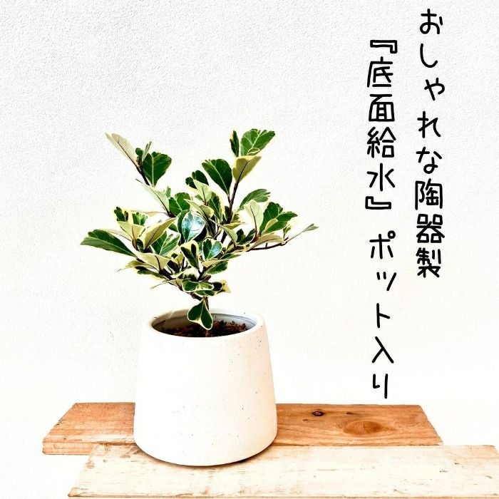 観葉植物現品販売