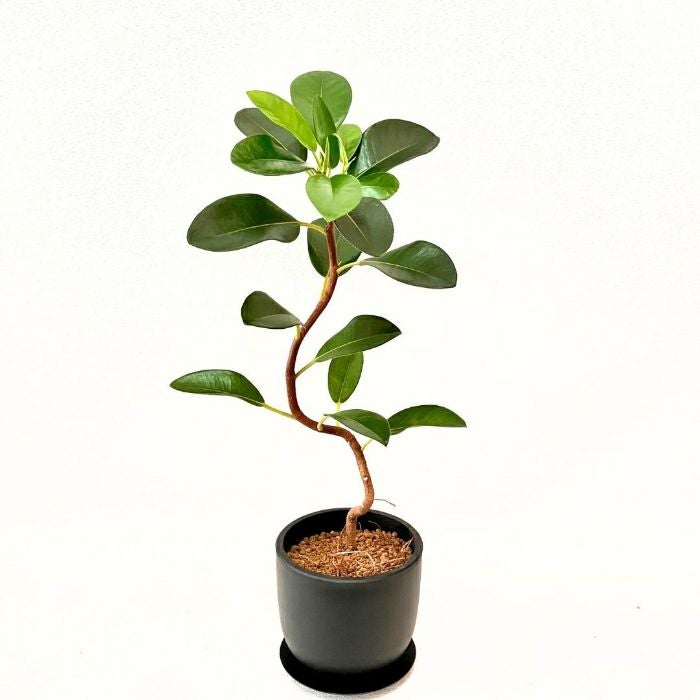 観葉植物現品販売