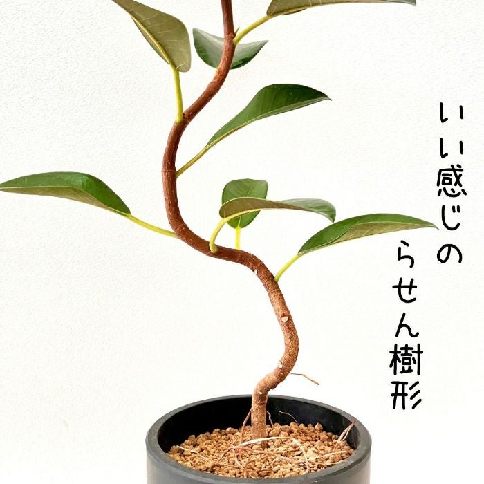 観葉植物現品販売