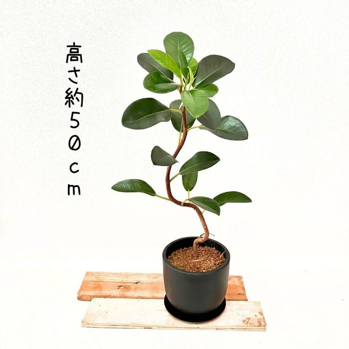 観葉植物現品販売