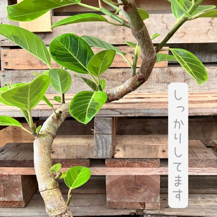 観葉植物現品販売