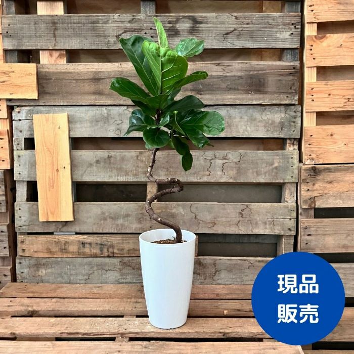 観葉植物現品販売