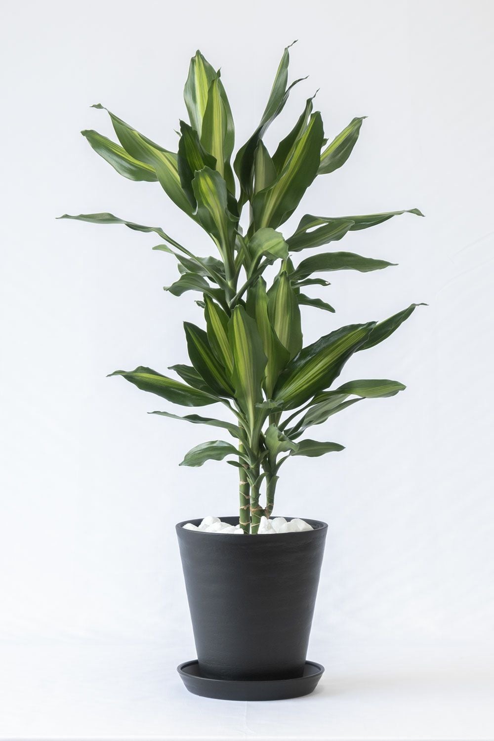 ドラセナ・ジェレ 6号 セラアート鉢 観葉植物 本物