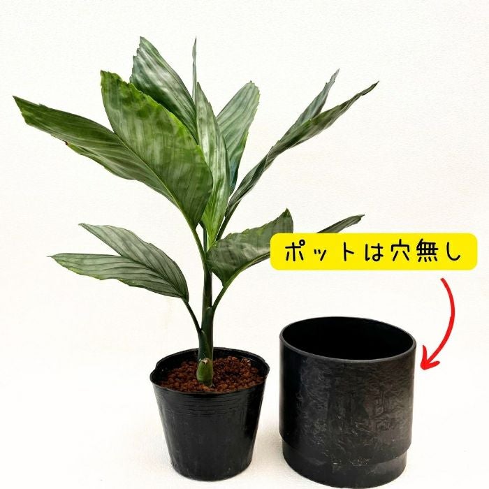 観葉植物現品販売