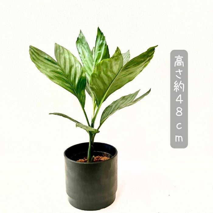 観葉植物現品販売