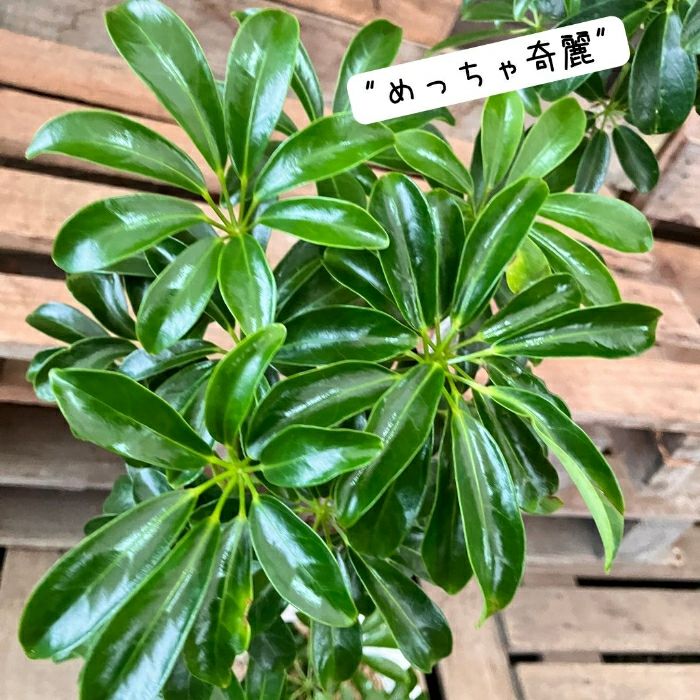 観葉植物現品販売