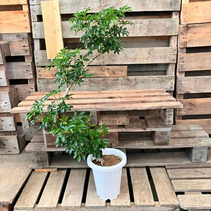 観葉植物現品販売