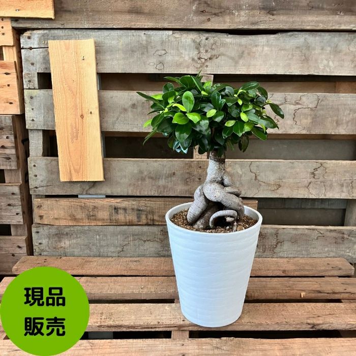 観葉植物現品販売
