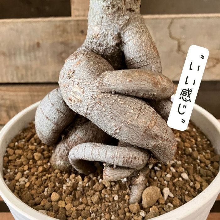 観葉植物現品販売