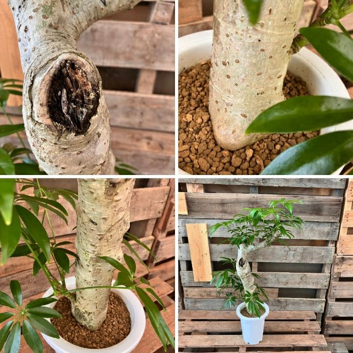 観葉植物現品販売