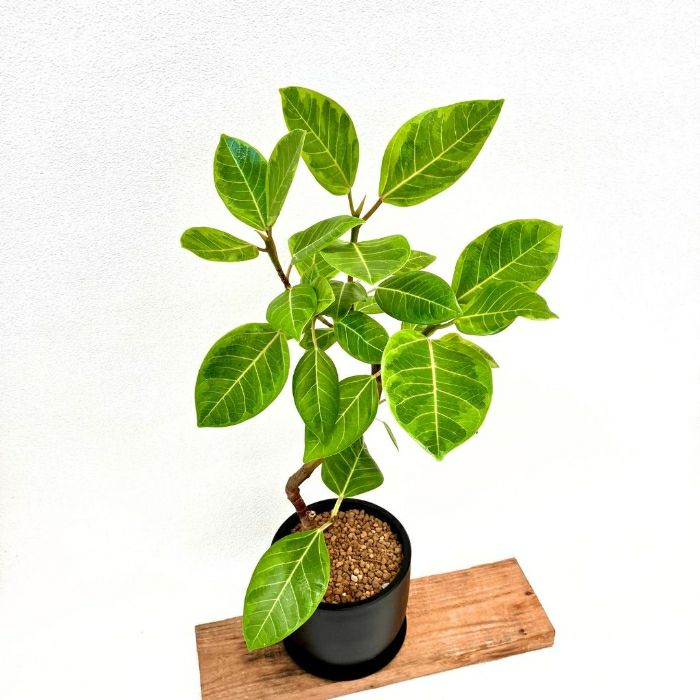 観葉植物現品販売