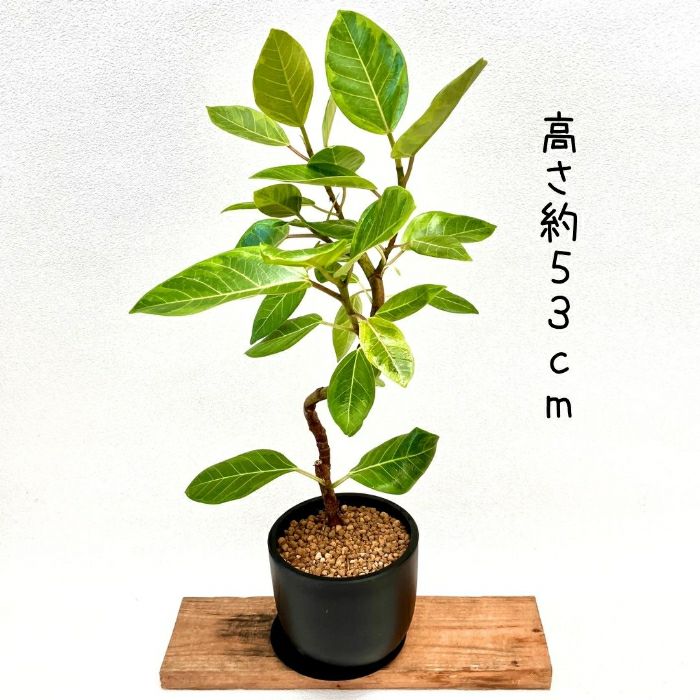 観葉植物現品販売