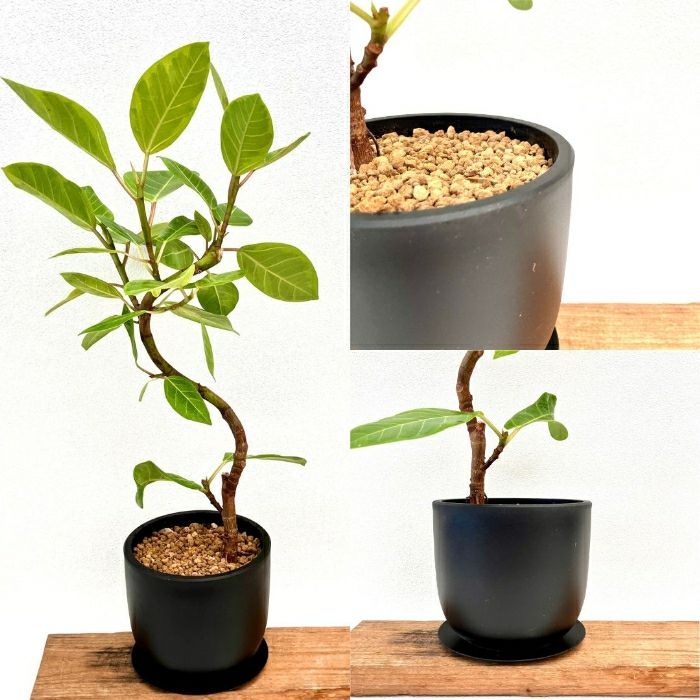 観葉植物現品販売