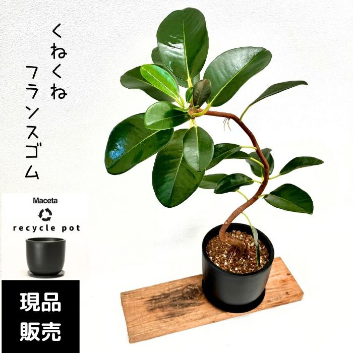観葉植物現品販売
