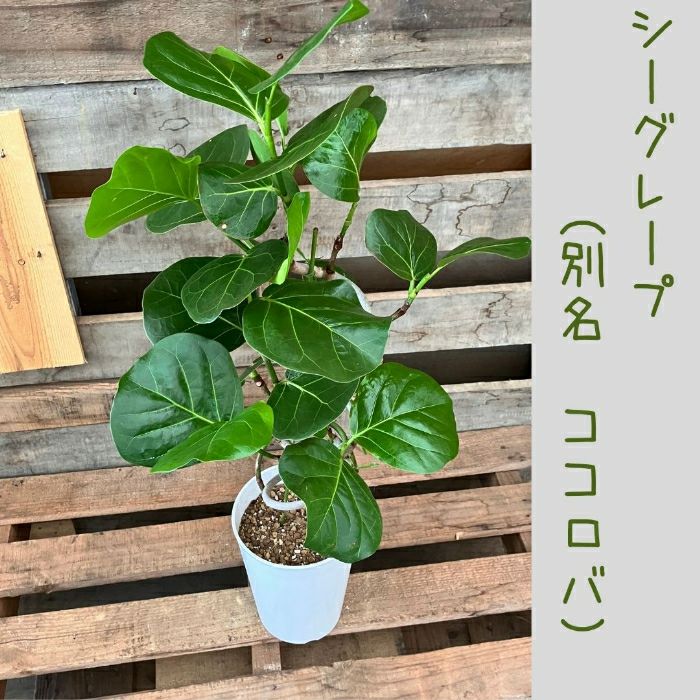 観葉植物現品販売