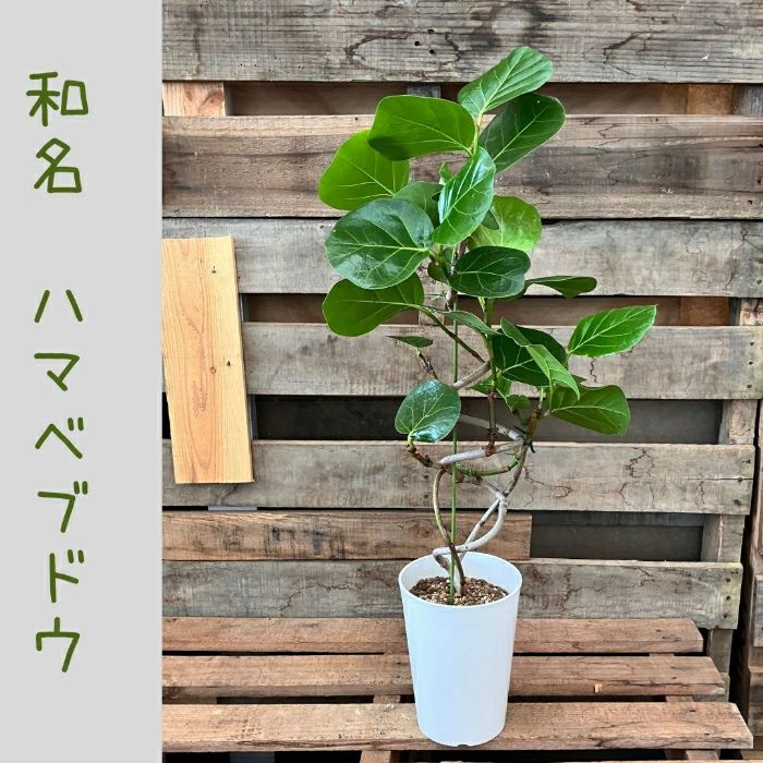 観葉植物現品販売
