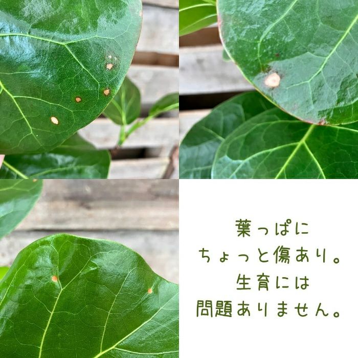 観葉植物現品販売