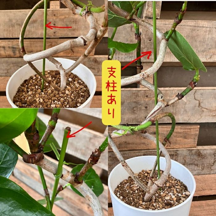 観葉植物現品販売