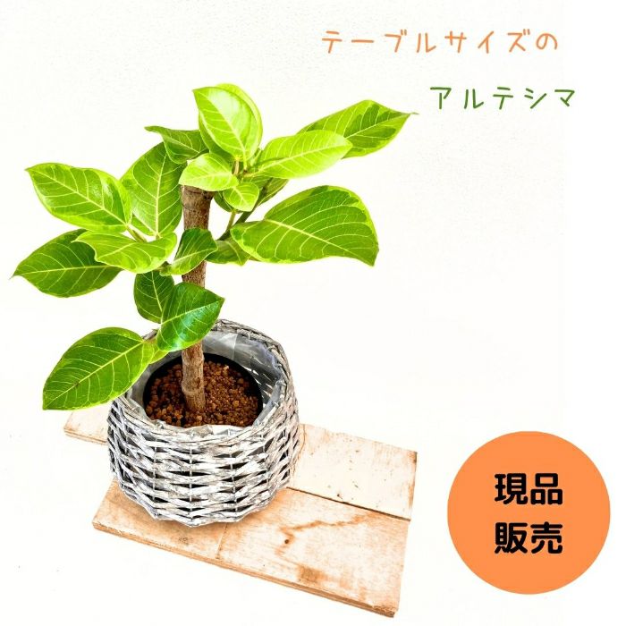 観葉植物現品販売