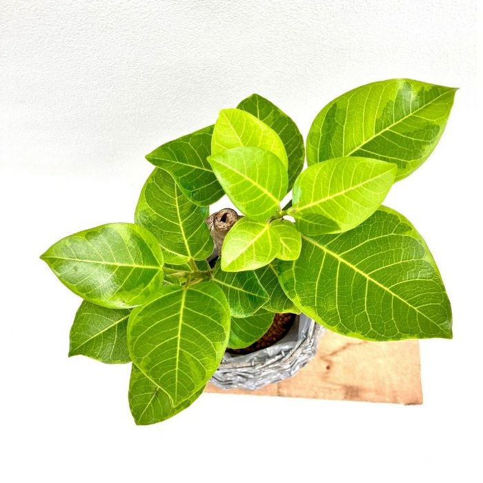 観葉植物現品販売