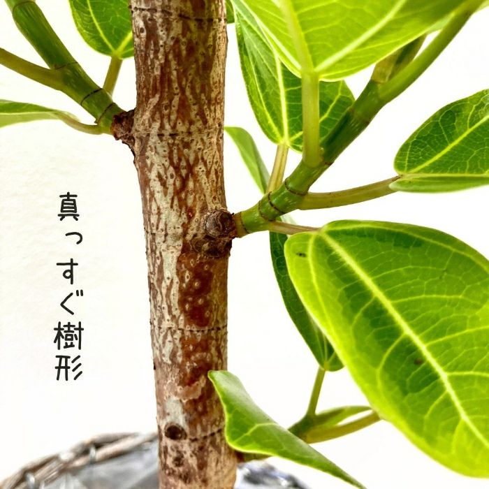 観葉植物現品販売